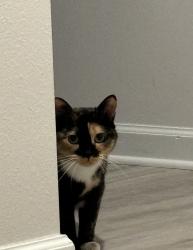 Lost Female Cat last seen Near Shurer Lane Panama City, FL 32404, Panama City, FL 32404
