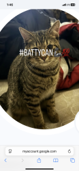 Lost Male Cat last seen Baker st, Providence, RI 02905