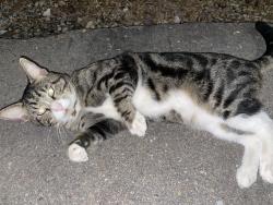 Found/Stray Male Cat last seen El rey tráiler plaza, San Diego, CA 92102
