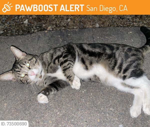 Found/Stray Male Cat last seen El rey tráiler plaza, San Diego, CA 92102