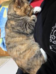 Lost Female Cat last seen Navajo and Chickasaw, Westminster, CA 92683