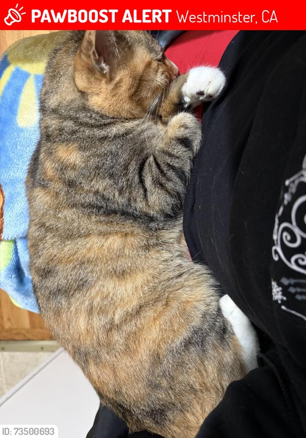 Lost Female Cat last seen Navajo and Chickasaw, Westminster, CA 92683