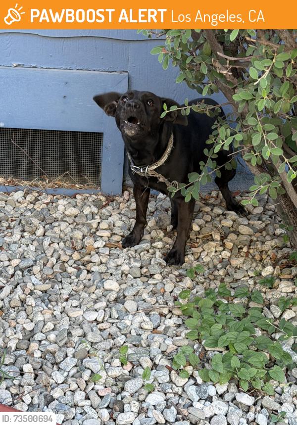 Found/Stray Unknown Dog last seen At my hse, Los Angeles, CA 90062
