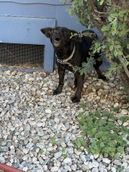 Found/Stray Unknown Dog last seen At my hse, Los Angeles, CA 90062