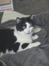 Reunited Female Cat last seen Paul parkway basketball court walking trail, Blaine, MN 55434