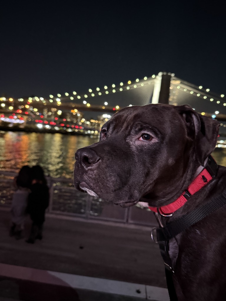 Shelter Stray Male Dog last seen Near St.Ann'S Avenue, BRONX, NY, 10455, 326 E 110th St, New York, NY 10029, USA