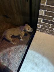 Found/Stray Male Dog last seen Springfield, Austin, TX 78744