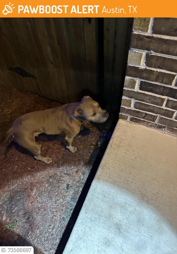 Found/Stray Male Dog last seen Springfield, Austin, TX 78744
