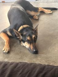 Reunited Male Dog last seen Near Palm circle tx, Austin, TX 78741