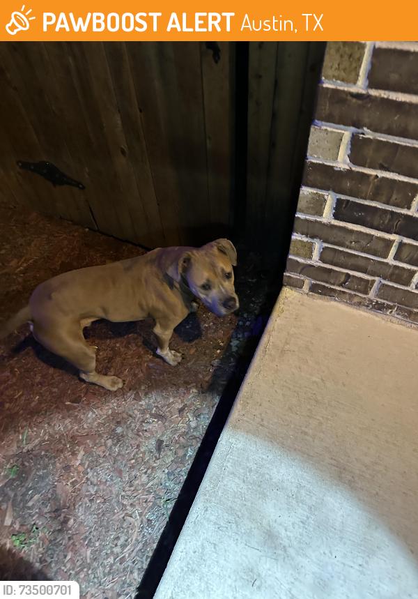 Found/Stray Male Dog last seen East William cannon, Austin, TX 78744