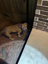 Found/Stray Male Dog last seen East William cannon, Austin, TX 78744