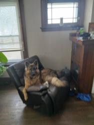 Reunited Male Dog last seen Mikes on central, Toledo, OH 43608
