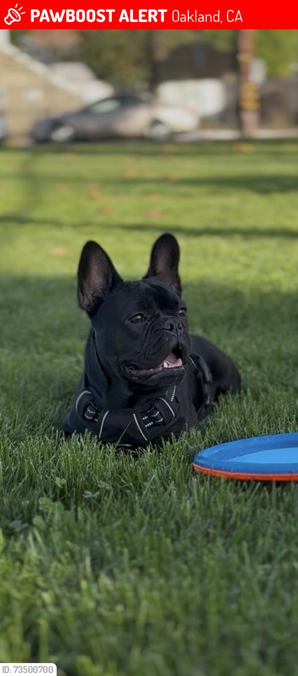 Lost Male Dog last seen Adeline st and 30th st Emeryville, Oakland, CA 94608