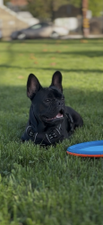 Lost Male Dog last seen Adeline st and 30th st Emeryville, Oakland, CA 94608