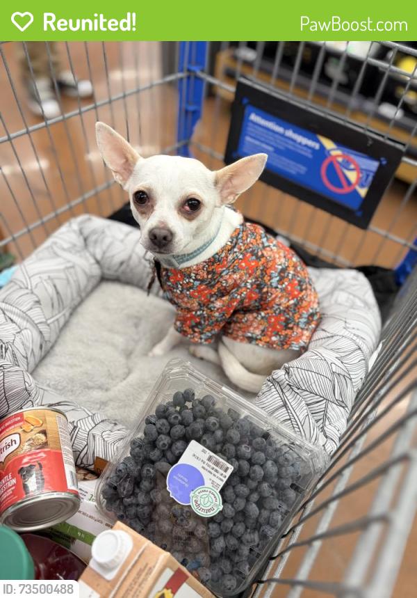 Reunited Male Dog last seen We live between New York and Michigan Street and the nearest intersection are Sherman and New York or Sherman and Michigan, Indianapolis, IN 46201