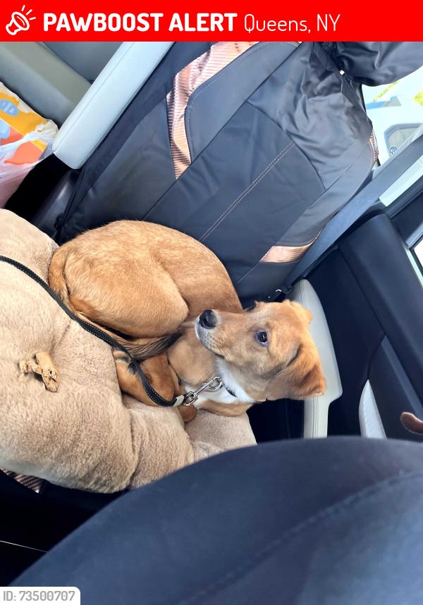 Lost Female Dog last seen 119th st and 120th ave, Queens, NY 11433