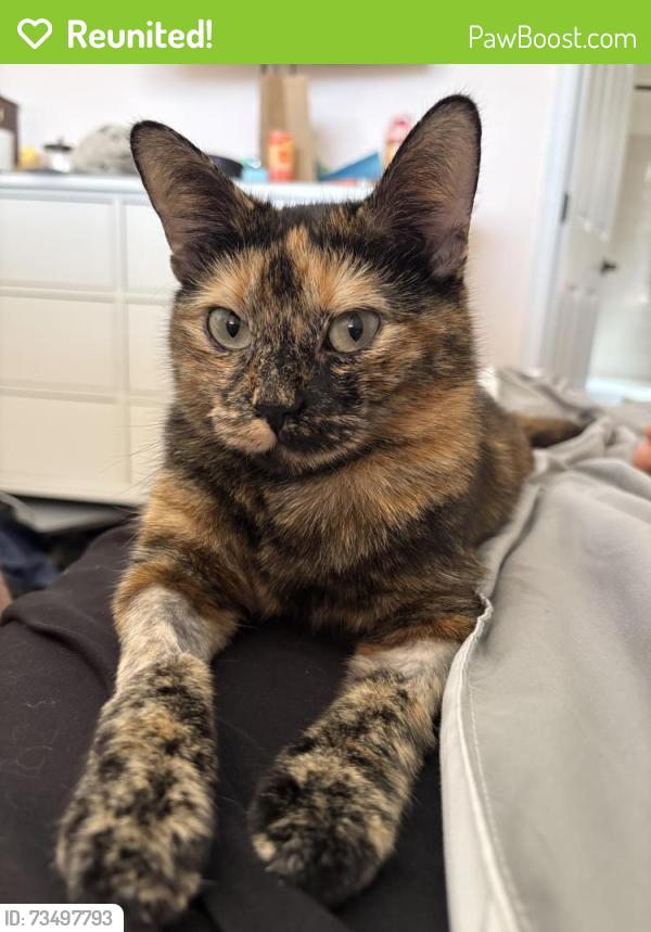 Reunited Female Cat last seen Holly and 144th, Thornton, CO 80221