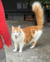 Lost Male Cat last seen California, 23rd, San Francisco, CA 94118