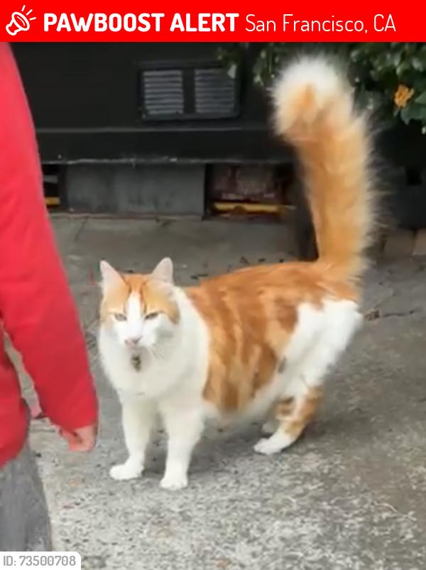 Lost Male Cat last seen California, 23rd, San Francisco, CA 94118