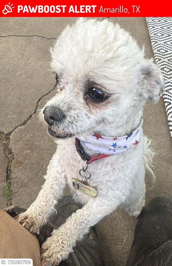 Lost Male Dog last seen Near paramount, Amarillo, TX 79109
