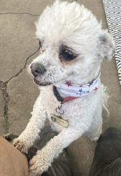 Lost Male Dog last seen Near paramount, Amarillo, TX 79109