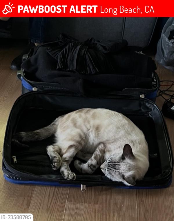 Lost Female Cat last seen By veras market on west side of long beach, Long Beach, CA 90810