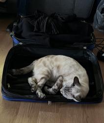 Lost Female Cat last seen By veras market on west side of long beach, Long Beach, CA 90810