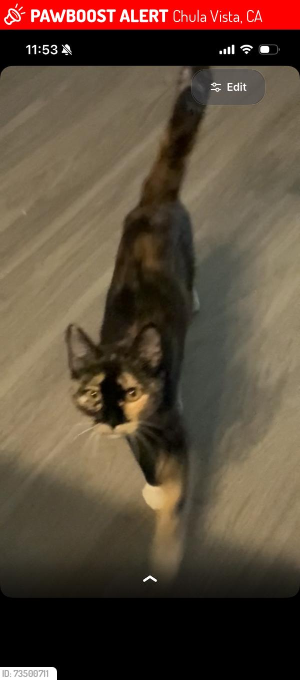 Lost Female Cat last seen Quince St, Chula Vista, CA 91911