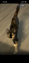 Lost Female Cat last seen Quince St, Chula Vista, CA 91911