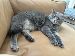 Reunited Male Cat last seen Bellerive Manor, Creve Coeur, MO 63141