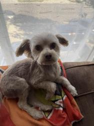 Lost Male Dog last seen West lake stem school, hilldale elementary school, West Valley City, UT 84119