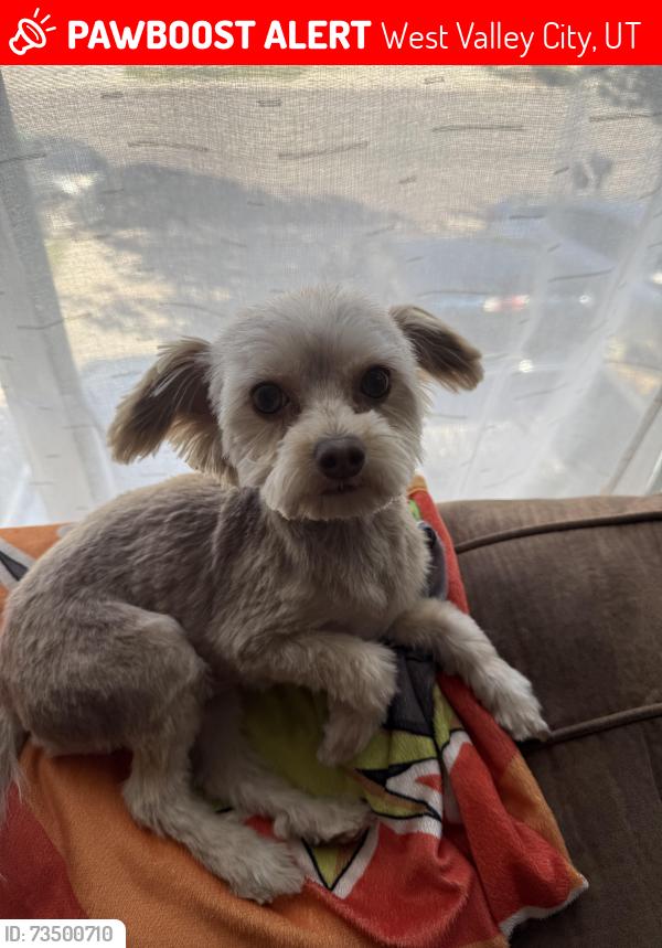 Lost Male Dog last seen West lake stem school, hilldale elementary school, West Valley City, UT 84119