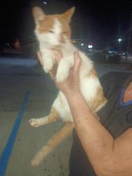 Found/Stray Female Cat last seen Waffle hse, Greenville, SC 29607