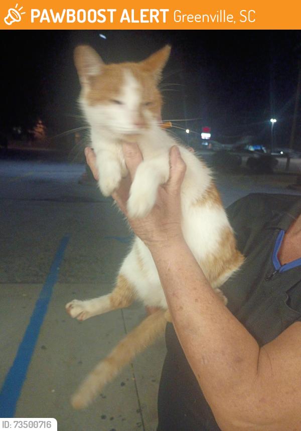 Found/Stray Female Cat last seen Waffle hse, Greenville, SC 29607