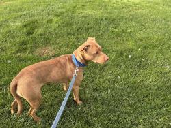 Found/Stray Female Dog last seen Tire hill road Johnstown Pa, Tire Hill Rd, PA 15928