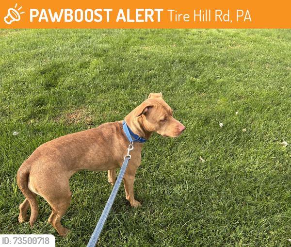 Found/Stray Female Dog last seen Tire hill road Johnstown Pa, Tire Hill Rd, PA 15928