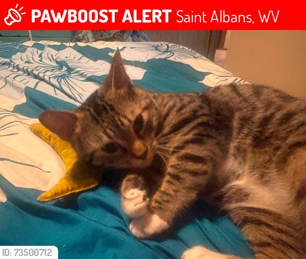 Lost Female Cat last seen Spruce Street, Kanawha Terrace, MacCorkle Ave, Saint Albans, WV 25177