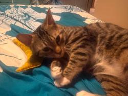 Lost Female Cat last seen Spruce Street, Kanawha Terrace, MacCorkle Ave, Saint Albans, WV 25177
