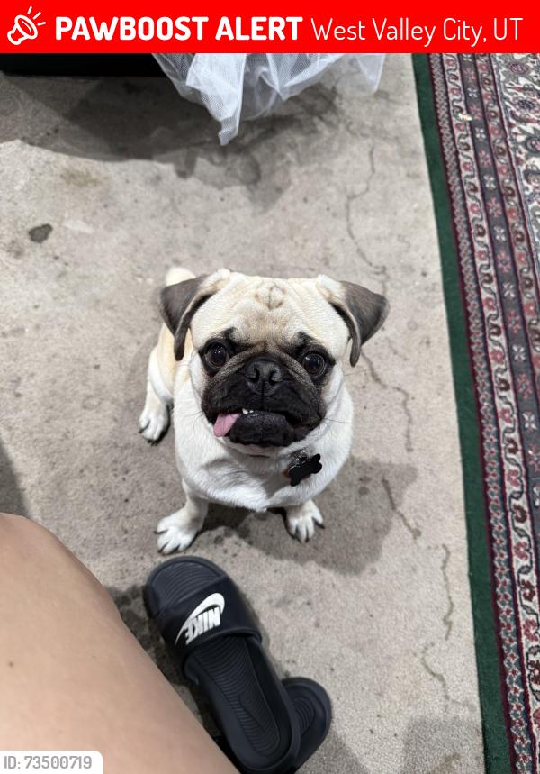 Lost Male Dog last seen West lake stem school, hilldale elementary school, West Valley City, UT 84119