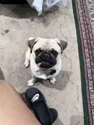 Lost Male Dog last seen West lake stem school, hilldale elementary school, West Valley City, UT 84119