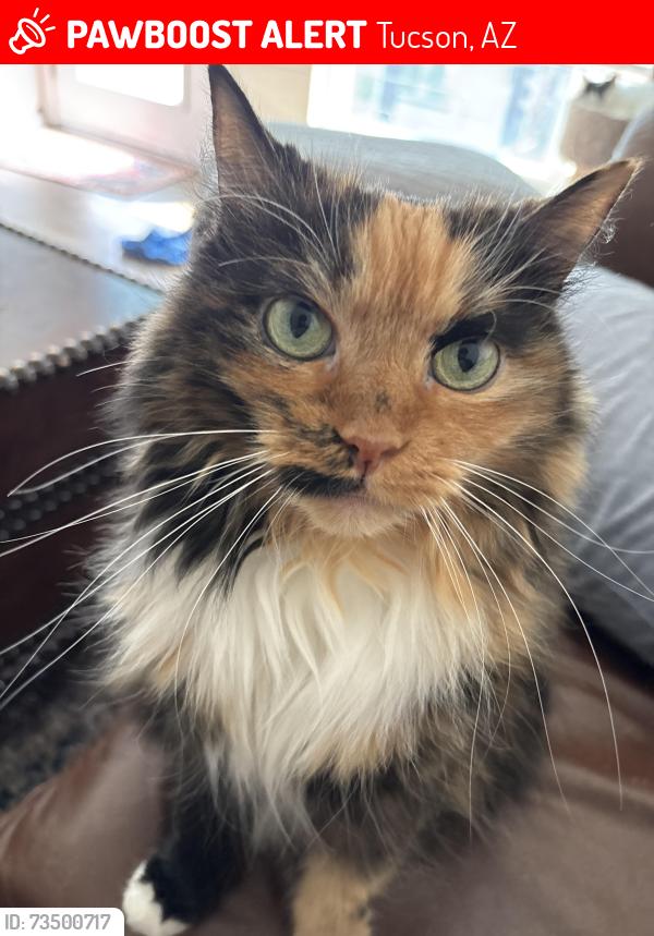 Lost Female Cat last seen Near N Placita Chorro, Tucson, AZ 85715