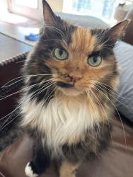 Lost Female Cat last seen Near N Placita Chorro, Tucson, AZ 85715
