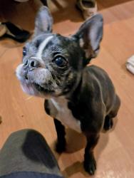 Reunited Female Dog last seen Boones ferry rd and Washington court, Lake Oswego, OR 97035