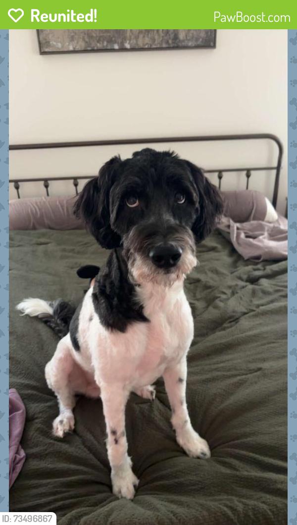 Reunited Male Dog last seen Preservation Blvd right after turning off of Berryhill Rd. At the woodline on the left., Santa Rosa County, FL 32570