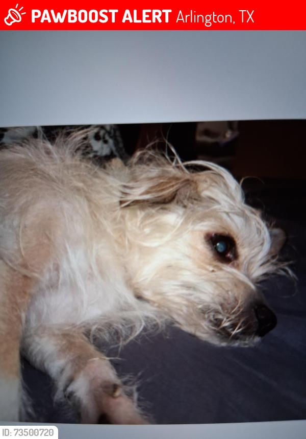 Lost Female Dog last seen Center & arkansas, Arlington, TX 76010