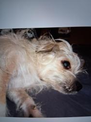 Lost Female Dog last seen Center & arkansas, Arlington, TX 76010