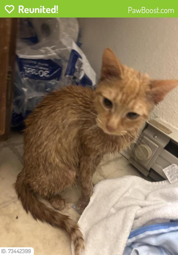 Reunited Female Cat last seen sullivan arena, Anchorage, AK 99501