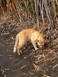 Found/Stray Unknown Cat last seen Near N El Camino Real Ste A, Encinitas, CA 92024, Encinitas, CA 92024