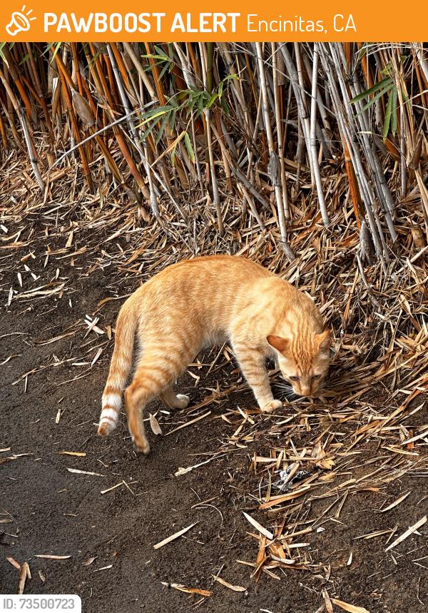 Found/Stray Unknown Cat last seen Near N El Camino Real Ste A, Encinitas, CA 92024, Encinitas, CA 92024