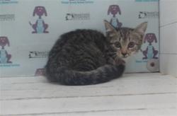 Shelter Stray Female Cat last seen , 2769 Conroy Rd, Orlando, FL 32839, USA